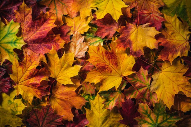 Create meme: maple leaf in autumn, autumn maple leaves, maple leaves background