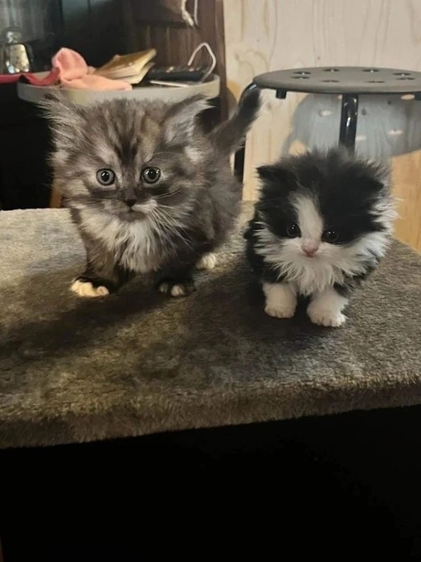 Create meme: fluffy kitten, striped kitten, cat kitten