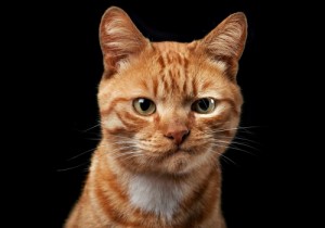Create meme: red, cat, cat skeptic