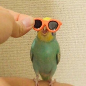 Create meme: Papp, budgie, funny parrot glasses