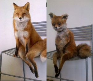 Create meme: Fox, stoned Fox, a stuffed Fox