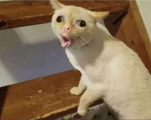 Create meme: meme cat, coughing cat meme, coughing cat