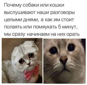 Create meme: very sad pictures sorry very sorry, sad cat, listening