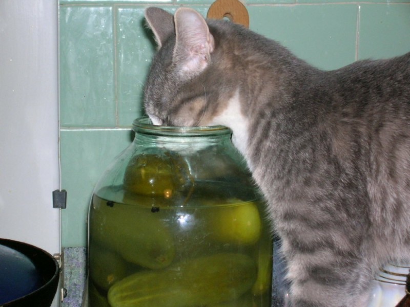 Create meme: pickles, the cat with a hangover, canning cucumbers