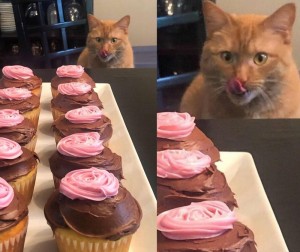 Create meme: cat big, cute cats funny, cat and cupcakes meme