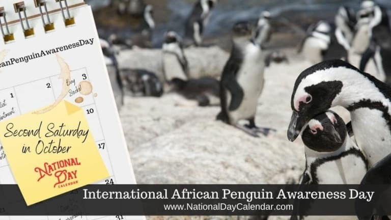 Create meme: African penguins, The spectacled African penguin, world penguin day