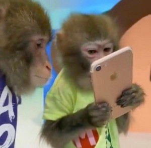 Create meme: funny monkey , monkey , a monkey with a smartphone