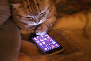 Create meme: the cat with the iPhone, a cat with a tablet