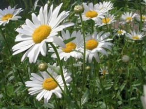 Create meme: chamomile flowers, chamomile, Daisy garden