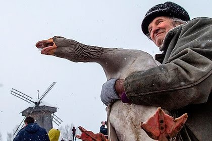 Создать мем: веселый гусь, гусиные бои павлово 2020, гусиные бои