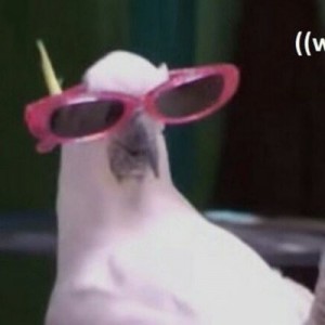 Create meme: Still from the film, who sad transvestit meme, parrot meme