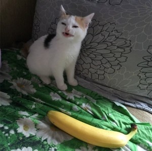 Создать мем: banana cat png, cat meme, кошка и банан