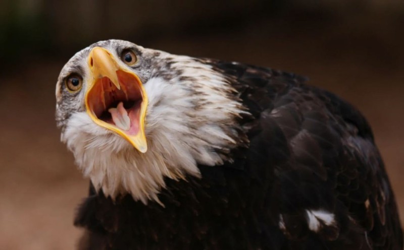 Create meme: bald eagle, bald eagle , The bald eagle screams