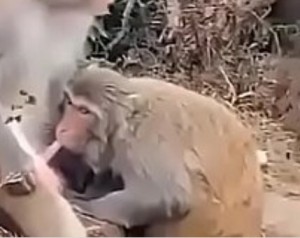 Create meme: monkeys, intercourse monkeys, monkey