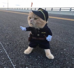 Создать мем: коты, котик в форме полиции, котик