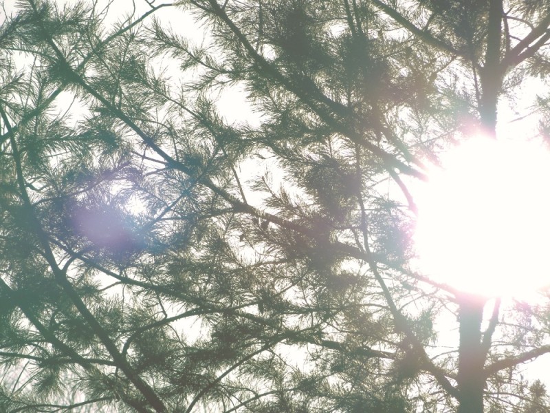 Create meme: The sun through the pines, pine branch, The sun through the trees