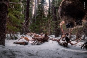 Create meme: bear, bear hunting