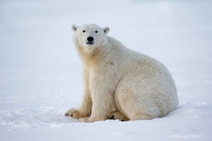 Создать мем: внешний вид белого медведя, медвежонок белого медведя, белый медведь сидит