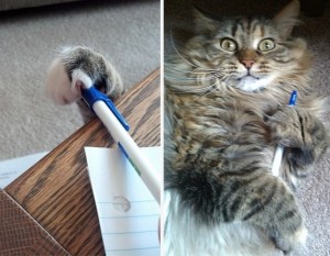 Create meme: Pets, caught red-handed, where did
