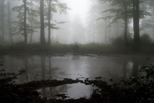 Создать мем: пейзаж мрачный, лес мрачный, misty forest