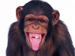 Create meme: chimpanzee, monkey, funny faces monkeys