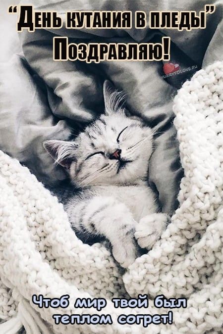 Create meme: animals cute, the cat in the blanket, cat 