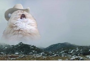 Create meme: screaming cat in the hat, cats funny, the cat shouts in the mountains