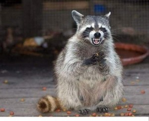 Create meme: Raccoon evil