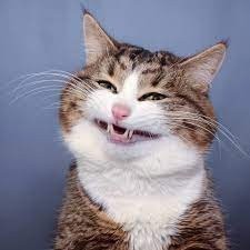Создать мем: кот улыбается с зубами, радостный кот, смеющийся кот