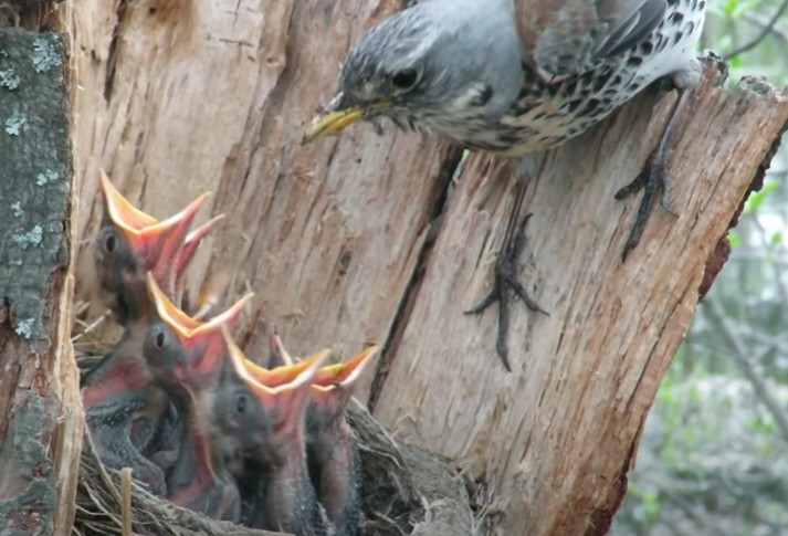 Create meme: nestling thrush, the nestling of the blackbird of the mountain ash, bird Blackbird