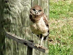 Create meme: owl, owl owl, owl