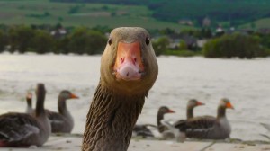 Create meme: duck, duck goose, goose