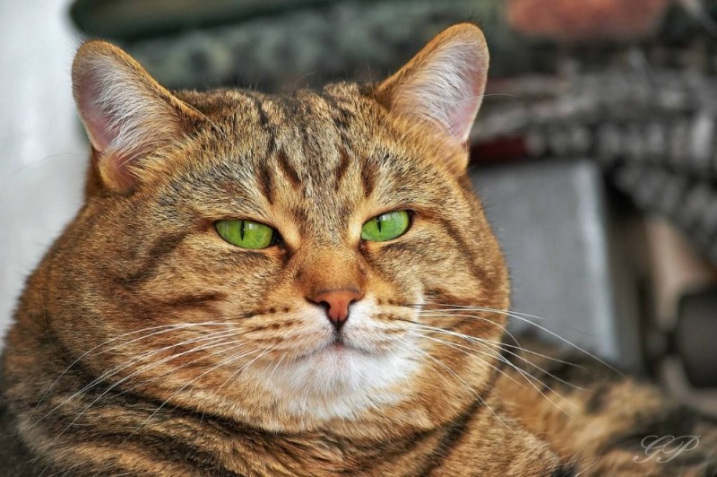 Create meme: brazen muzzle , arrogant, arrogant cat