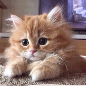 Create meme: red cat fluffy, kittens are fluffy, fluffy cats are really cute