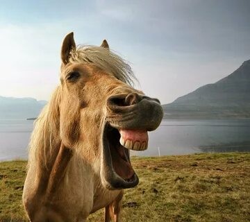 Создать мем: смешная лошадь, лошадь с открытым ртом, смеющийся конь