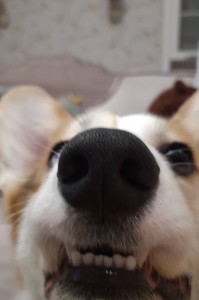 Create meme: dog, the dog's nose, funny dog