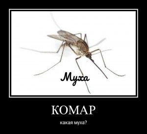 Create meme: insects, mosquito, humor