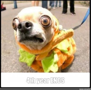 Create meme: funny pictures of animals, funny Chihuahua, funny dog