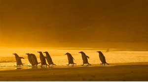 Создать мем: пингвины где саня, природа, дикая природа