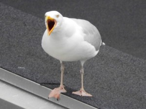 Create meme: white seagulls, Seagull screaming, Seagull