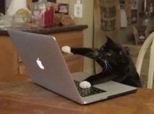 Создать мем: смешные животные, мемы кот быстро печатает, кот печатает на клавиатуре