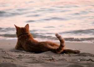 Create meme: the cat and the sea