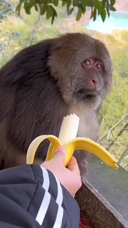 Create meme: monkey eats banana, monkey banana, macaque monkey