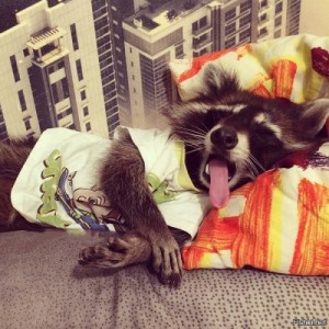 Create meme: raccoons, raccoon, raccoon