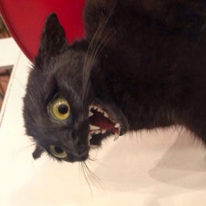 Create meme: Taxidermist, Fucked up cat