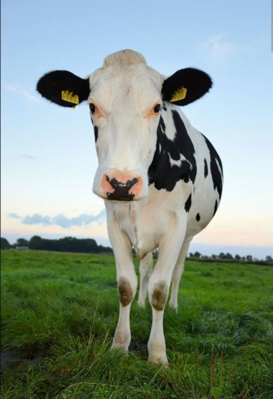 Создать мем: телята голштинской породы, голштинская корова, молочная корова