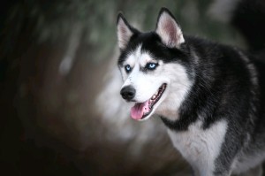 Create meme: husky dog smile, husky, husky Wallpaper