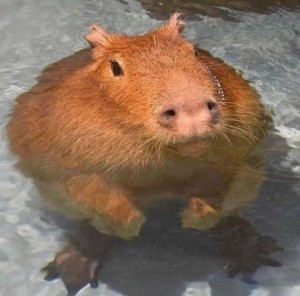 Create meme: the capybara, a pet capybara, rodent capybara