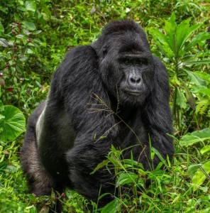 Create meme: the male gorilla, silverback gorilla, mountain gorilla