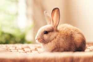 Create meme: cute Bunny, rabbit, cute bunnies